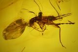 Detailed Fossil Cricket (Orthoptera) In Baltic Amber #183560-1